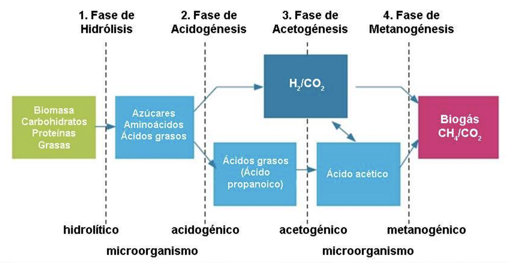 Diagrama de las fases de hidrólisis, acidogénesis, acetogénesis y metanogénesis